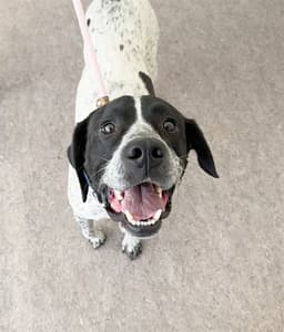 Oreo image 1