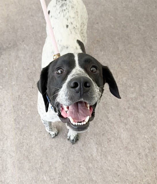Oreo - Bluetick Coonhound