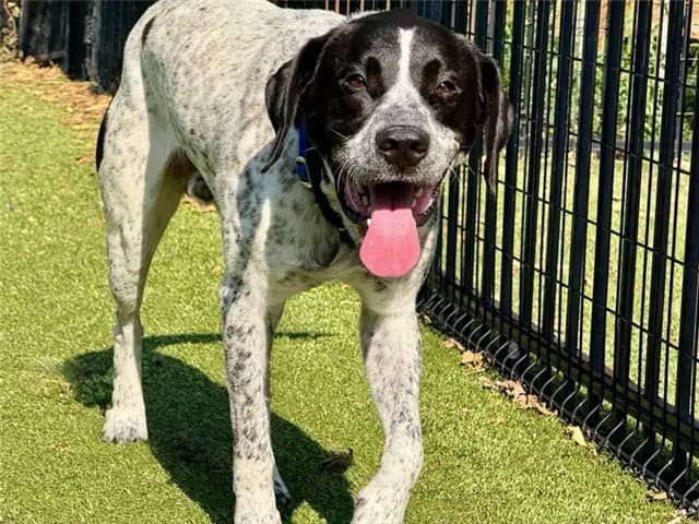 Oreo - Bluetick Coonhound