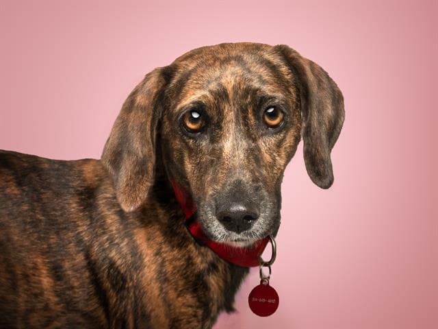 Cinnamon - Plott Hound