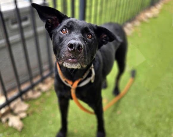 Jermaine - Labrador Retriever