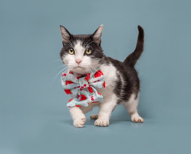 Vega - Domestic Short Hair
