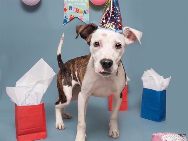 Marshall - Terrier