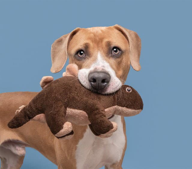 Thomas - Pit Bull Terrier