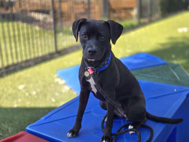 Lydia - American Pit Bull Terrier