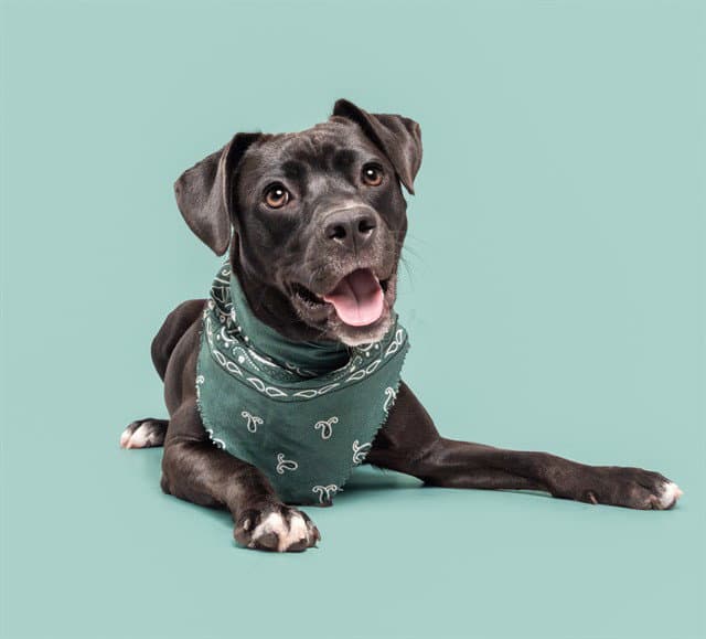 Lydia - American Pit Bull Terrier