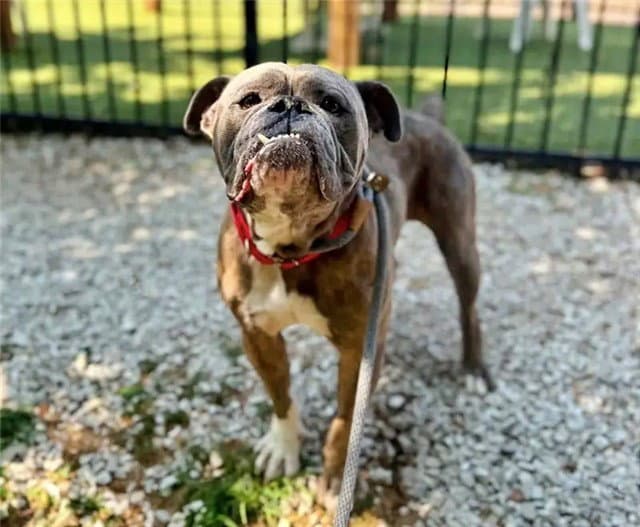 Mable - American Bulldog