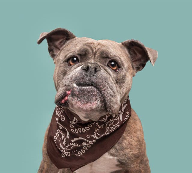 Mable - American Bulldog