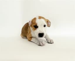 Corbin image 1