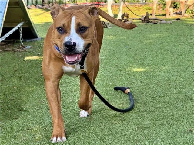 Barkley - Pit Bull Terrier
