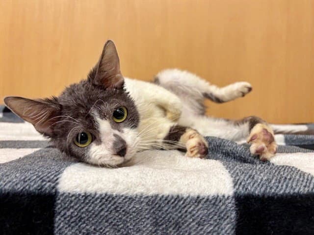 Alani - Domestic Short Hair