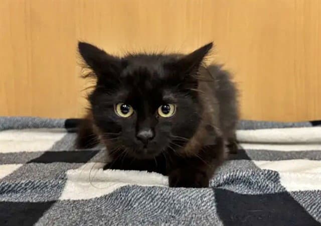 Pantera - Domestic Medium Hair
