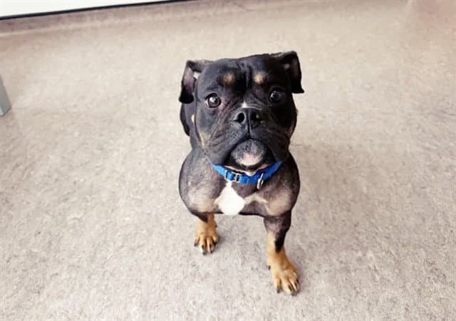 Sue - Bulldog
