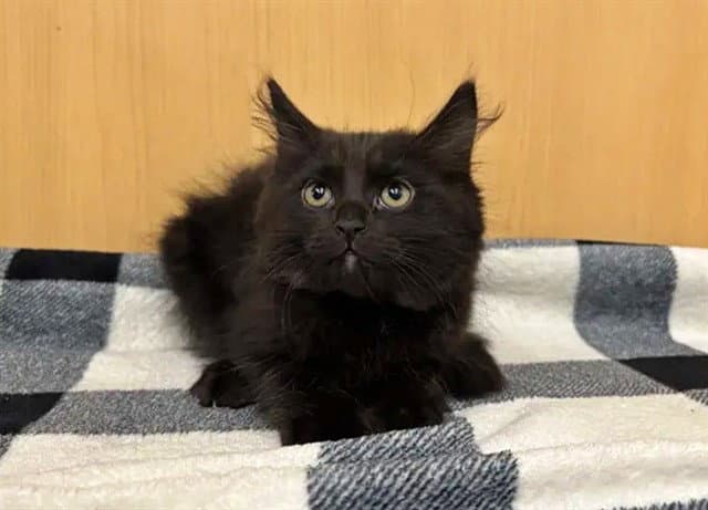 Citrine - Domestic Medium Hair