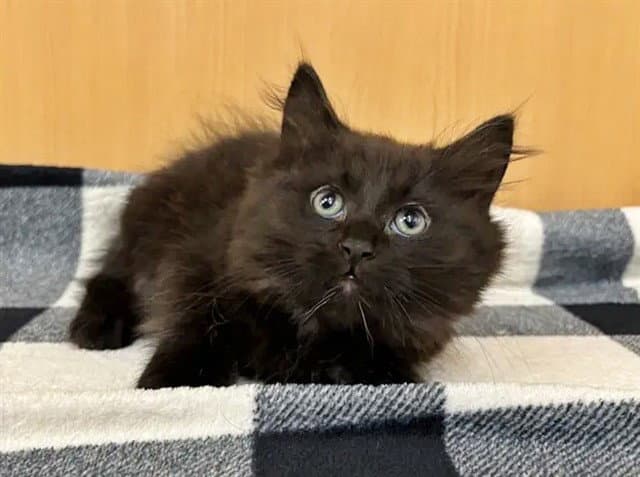 Topaz - Domestic Medium Hair