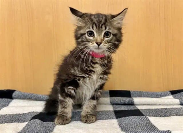 Garnet - Domestic Medium Hair