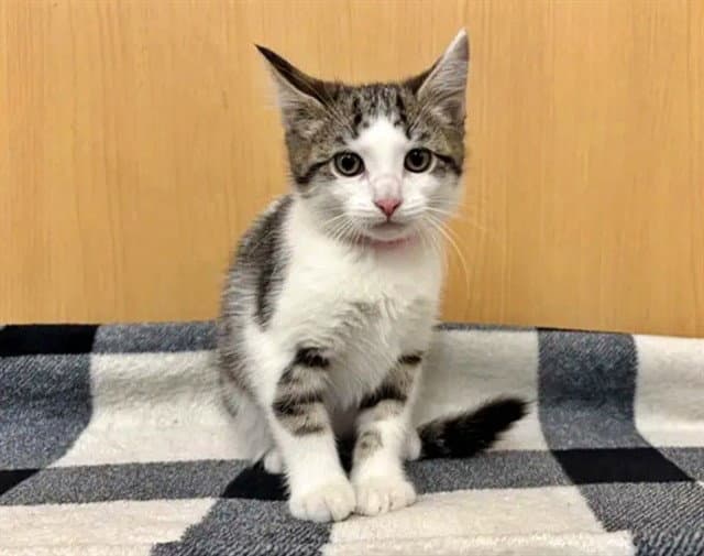 Amethyst - Domestic Short Hair