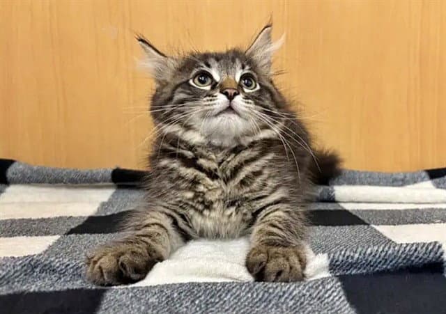 Emerald - Domestic Medium Hair