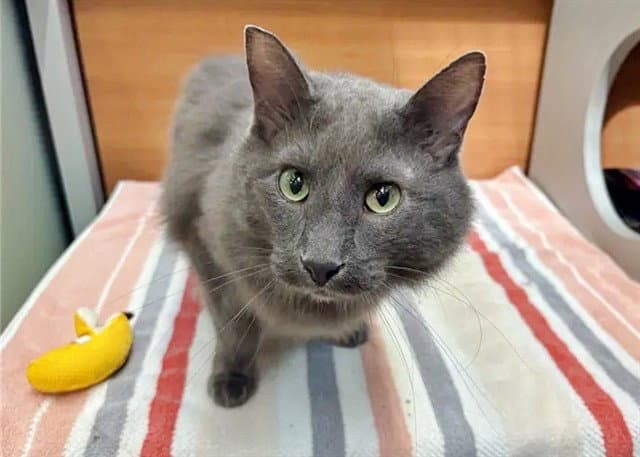 Spencer - Domestic Long Hair