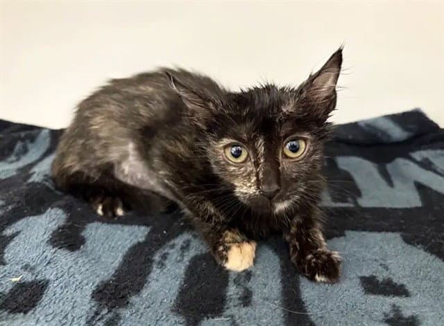 Elle - Domestic Medium Hair