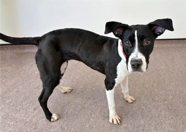 Sage - Terrier