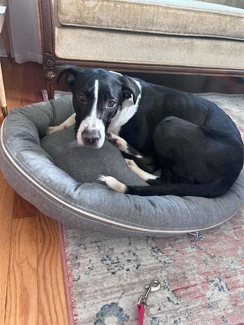 Sage - Terrier