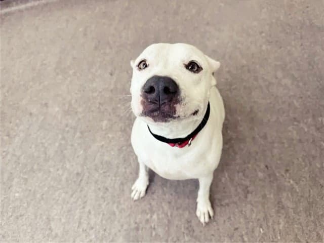 Coconut - Dogo Argentino