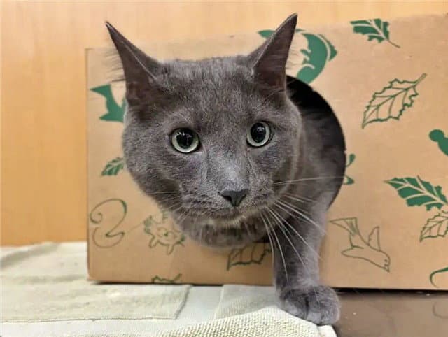 Micky - Domestic Short Hair