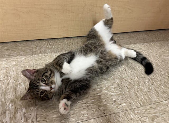 Leo - Domestic Short Hair