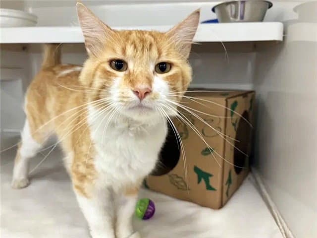 Lady Garfield - Domestic Short Hair