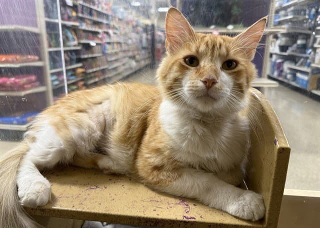 Lady Garfield - Domestic Short Hair