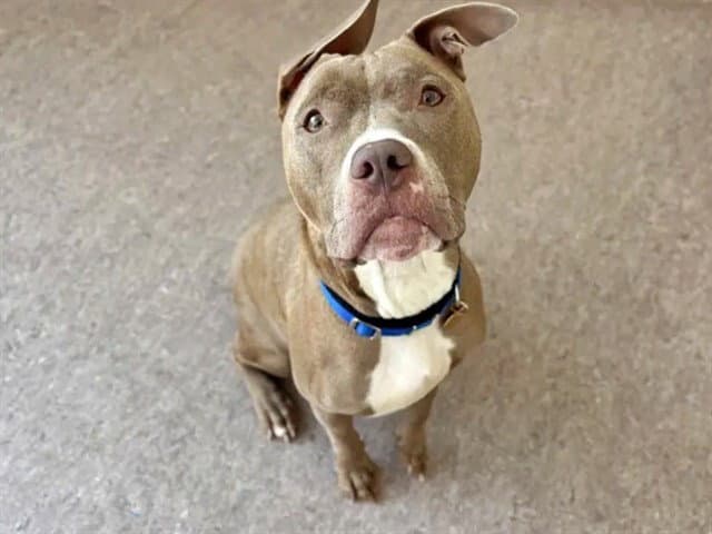 Xena - Pit Bull Terrier