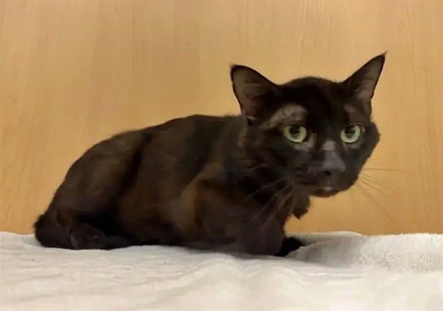 Carl - Domestic Short Hair