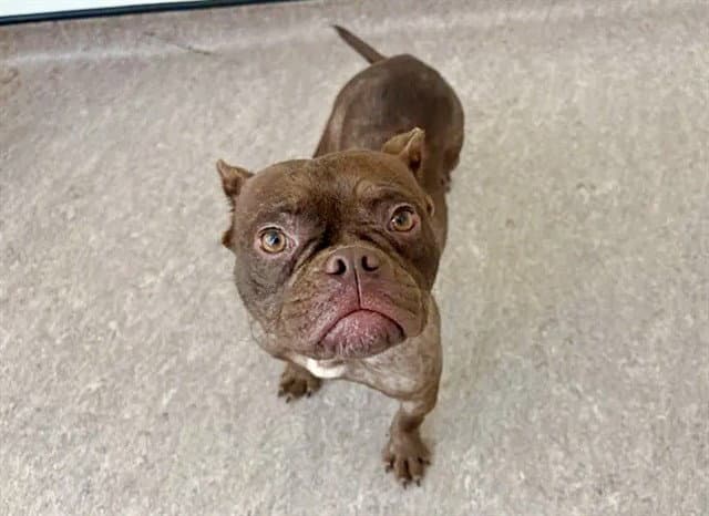 Puddin - Bulldog