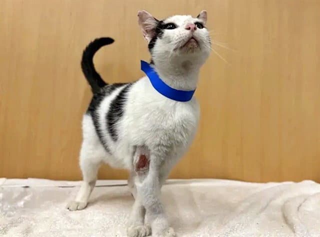 Enzo - Domestic Short Hair