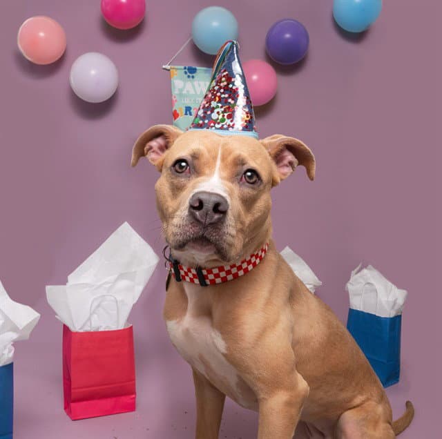 Charlie - Pit Bull Terrier
