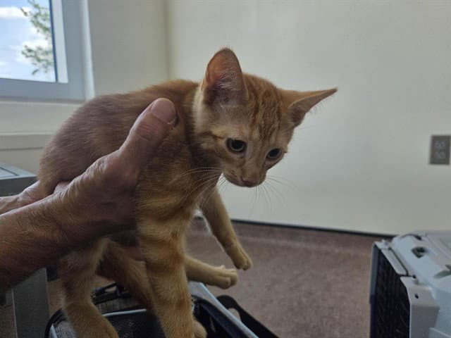 Menelaus - Domestic Short Hair