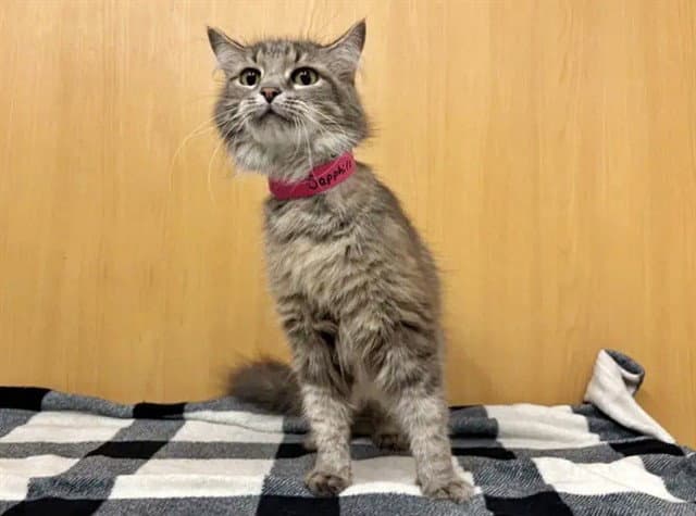 Sapphire - Domestic Medium Hair