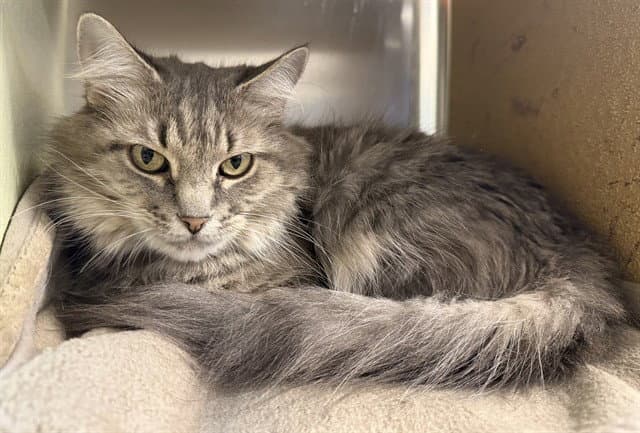 Sapphire - Domestic Medium Hair