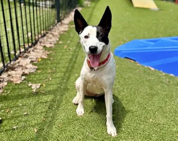 Annie - Terrier