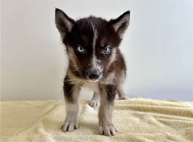 Baron - Siberian Husky