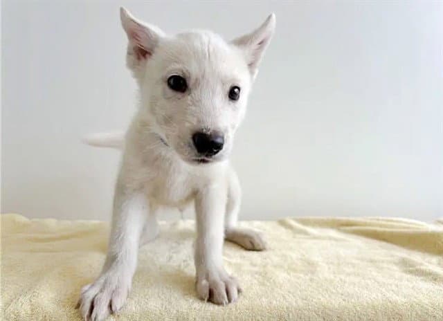 Cohen - Siberian Husky