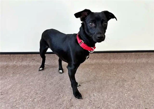 Raven - Chihuahua