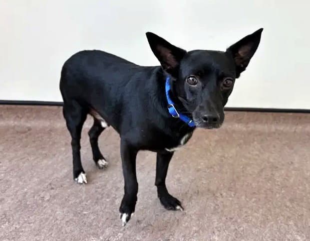 Meeko - Chihuahua