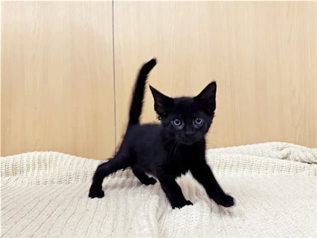 Ben - Domestic Short Hair