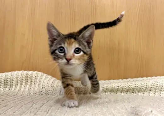 Suri - Domestic Short Hair