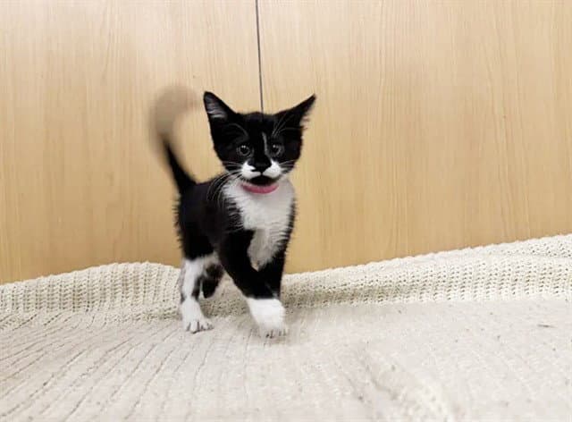 Laylee - Domestic Short Hair