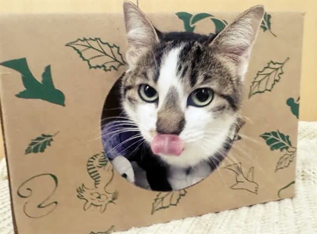 Lucy - Domestic Short Hair