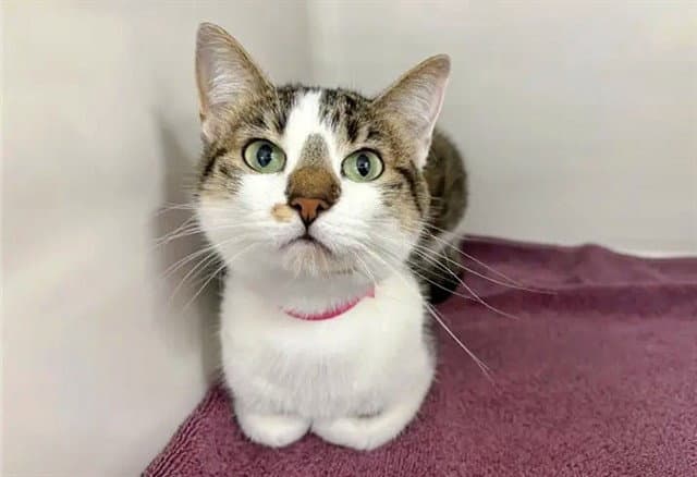Lucy - Domestic Short Hair