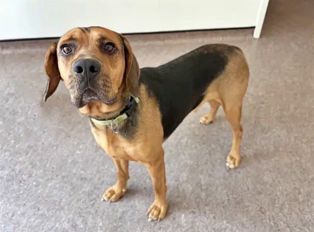 Hank - Beagle